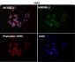 Anti-Caspase-9 CASP9 Rabbit Monoclonal Antibody